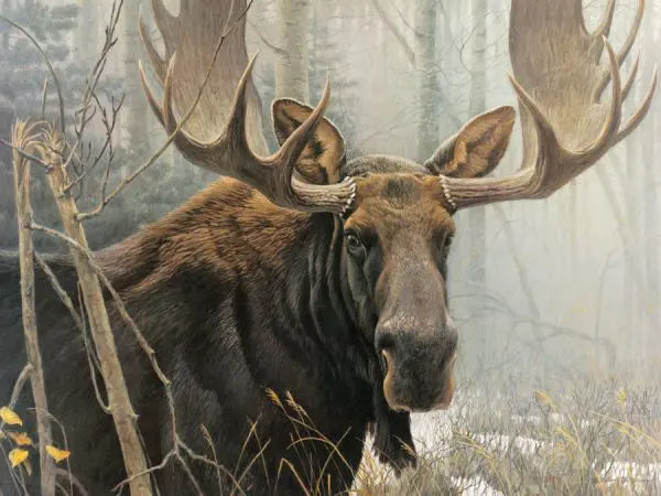 Cobble Hill, Bull moose 500 palaa