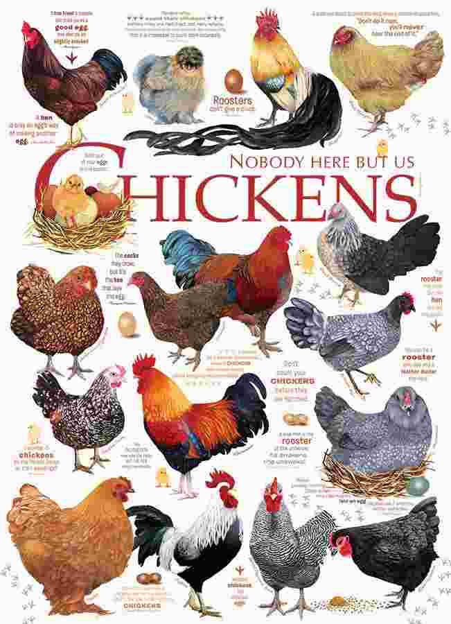 Cobble Hill, Chicken quotes 1000 palaa