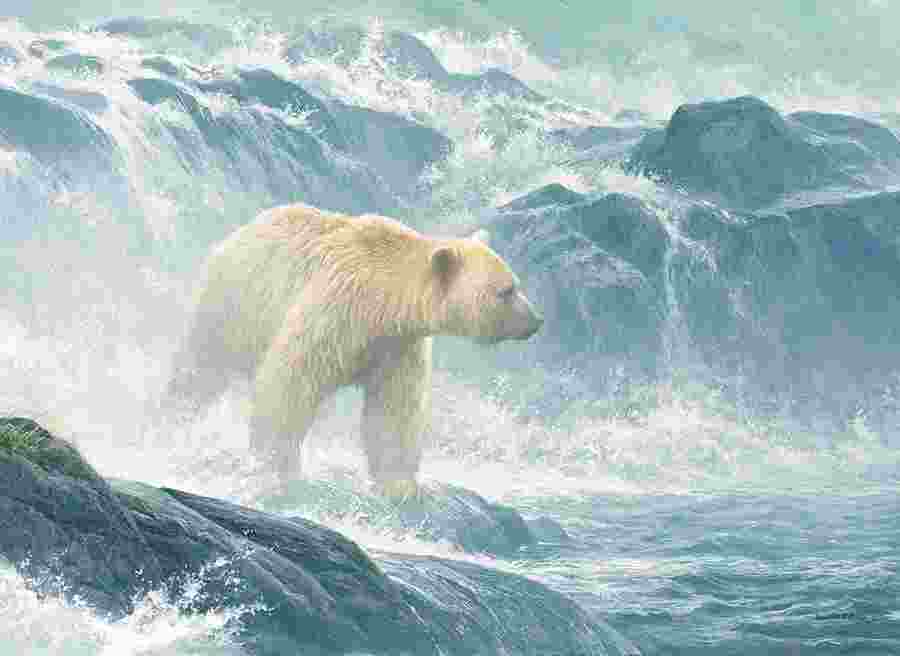 Cobble Hill, Salmon watch - Spirit bear 500 palaa