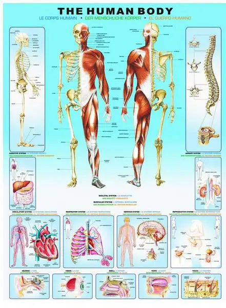 Eurographics, The human body 1000 palaa