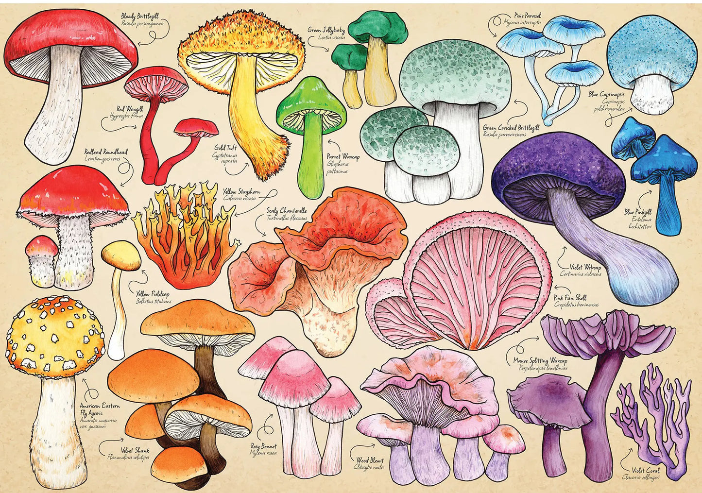 HOP, Mushroom mania 1000 palaa