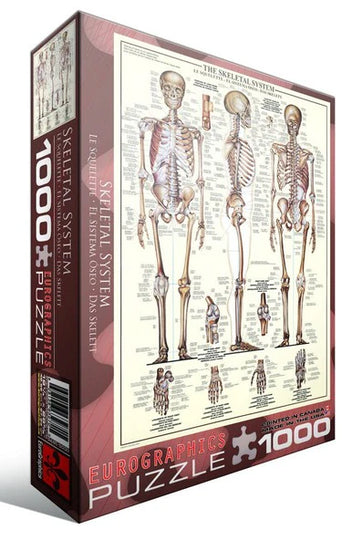 Eurographics, The skeletal system 1000 palaa