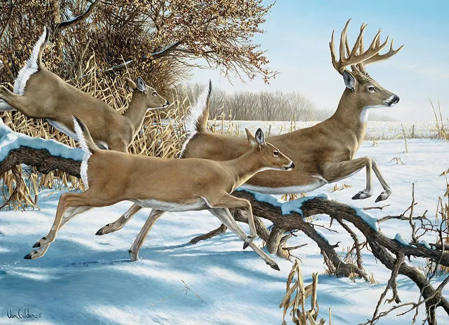 Cobble Hill, Breaking cover 1000 palaa