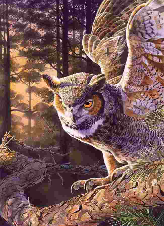 Cobble Hill, Evening hunter 1000 palaa