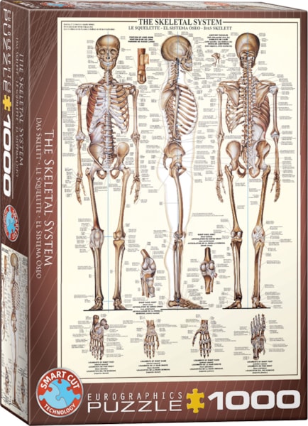 Eurographics, The skeletal system 1000 palaa