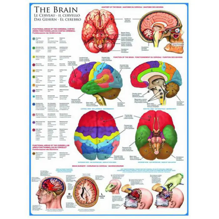 Eurographics, The brain 1000 palaa