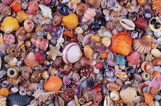 Piatnik, seashell 1000 palaa